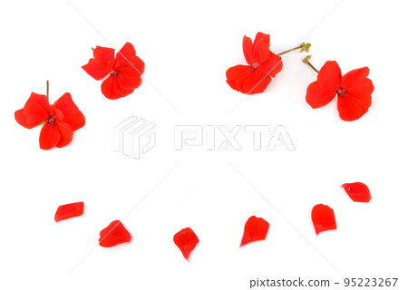 Geranium flowers and petals isolated on white background. Geranium flowers and petals isolated on white background. 95223267