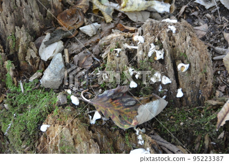 Mitsumine Shrine Omotesando 19 White Mushroom Mitsumine Shrine Omotesando 19 White Mushroom 95223387