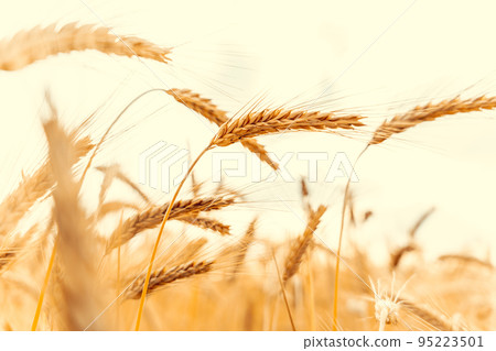 Wheat crop sun sky landscape. Agriculture summer harvest. Cereal bread grain in farm on sunset golden background. Field yellow rye plant. 95223501