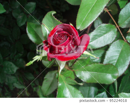 Red rose 95224018