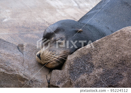 動物園裡的海豹。在被客戶看到時短暫休息。舒服地打盹的樣子很可愛 動物園裡的海豹。在被客戶看到時短暫休息。舒服地打盹的樣子很可愛 95224512