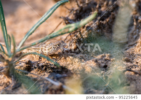 Steppe Runner Lizard or Eremias arguta on dry ground close 95225645