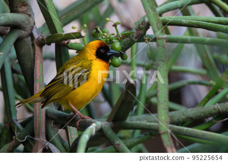 Vitelline masked weaver or Ploceus vitellinus perches on a branch 95225654