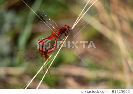 Pair of scarlet dragonfly or Crocothemis erythraea. Red coloured species 95225663