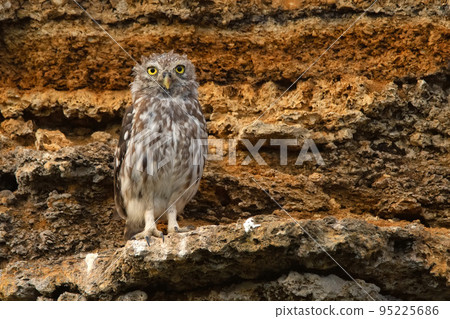 Little owl or Athene noctua perched on a rock 95225686