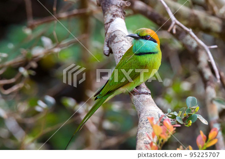 Green bee-eater or Merops orientalis perching on a twig Green bee-eater or Merops orientalis perching on a twig 95225707