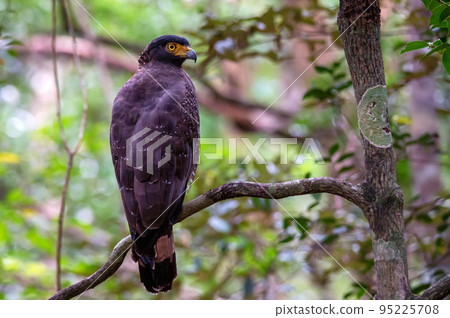 Crested Serpent Eagle or Spilornis cheela perches on a branch Crested Serpent Eagle or Spilornis cheela perches on a branch 95225708