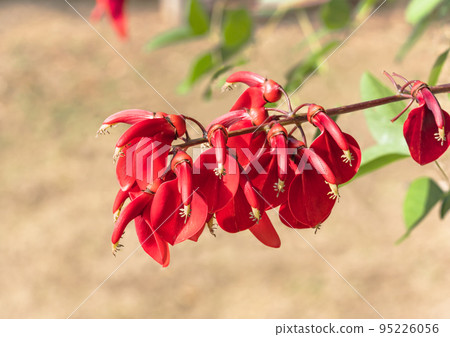 [長崎/九州] 淡紅色美國迪戈在模糊背景下的特寫攝影 95226056