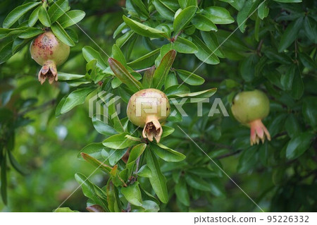 Young pomegranate fruits 95226332