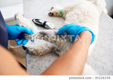 Veterinarian shaving a dog before treatment. doctor at the animal clinic with an anesthetized dog. Veterinarian shaving a dog before treatment. doctor at the animal clinic with an anesthetized dog. 95226339