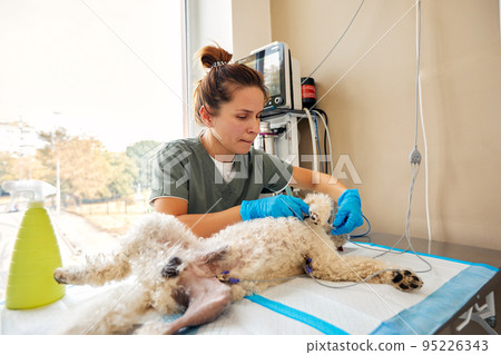 Veterinarian team preparing dog for surgery on operating table 95226343