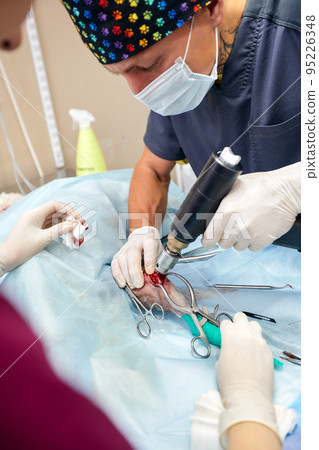 veterinary medical team performing an operation. spaying and neutering surgery of a domestic animal at the veterinary clinic veterinary medical team performing an operation. spaying and neutering surgery of a domestic animal at the veterinary clinic 95226348
