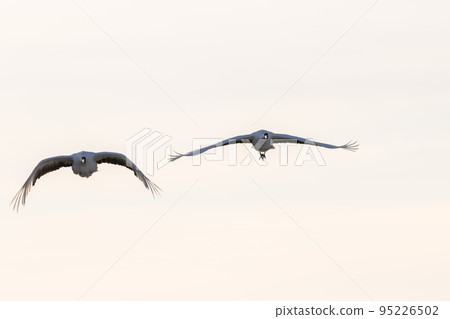 [Red-crowned crane] Awakening and flight of the red-crowned cranes 95226502