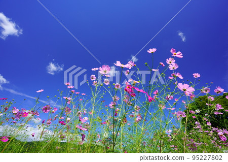 Looking up at the azure sky from a low angle in a cosmos field with many buds Looking up at the azure sky from a low angle in a cosmos field with many buds 95227802
