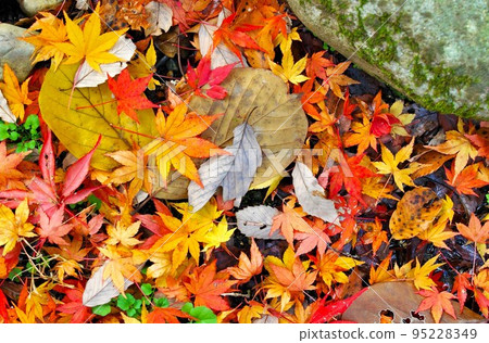 Autumn fallen leaves in the forest, decayed fallen leaves in the autumn forest, image of sdgs 95228349