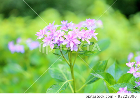 hydrangea flower 95228396