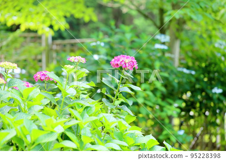 繡球花 95228398