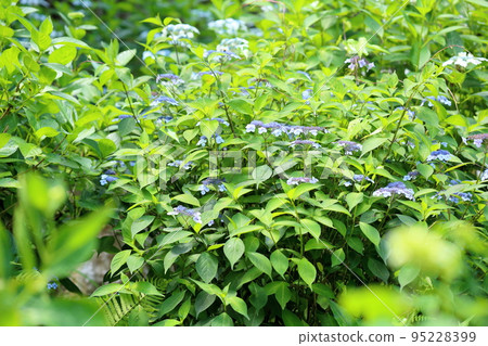 日本繡球花 日本繡球花 95228399