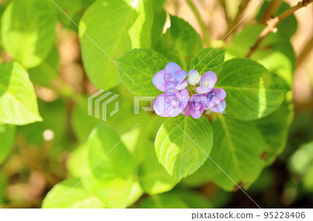 Hydrangea flower Elegance Hydrangea flower Elegance 95228406