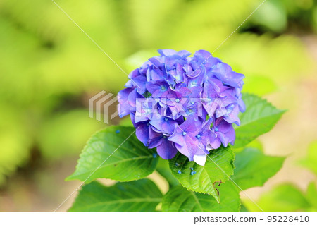 繡球花 95228410