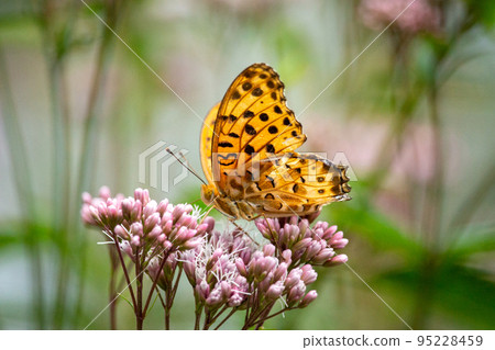 Nectar sucking of fritillary Nectar sucking of fritillary 95228459