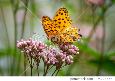 Nectar sucking of fritillary Nectar sucking of fritillary 95228462