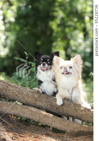 兩隻長毛吉娃娃掛在一棵樹的底部 95228736