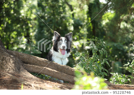 一隻微笑的邊境牧羊犬從松樹的根部冒出來 95228746