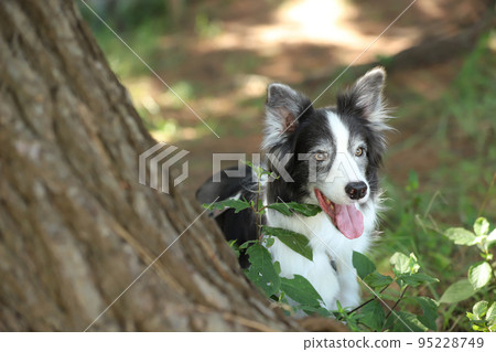 一隻微笑的邊境牧羊犬從松樹的根部冒出來 95228749