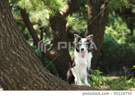 A smiling border collie resting on the roots of a pine tree 95228750
