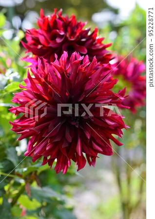 Dahlia in the morning sun Dahlia in the morning sun 95228771