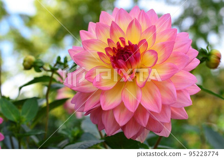 Dahlia in the morning sun Dahlia in the morning sun 95228774