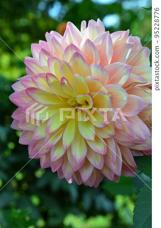 Dahlia in the morning sun 95228776