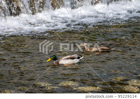 A pair of mallard ducks searching for food under the Kamogawa weir 95229114