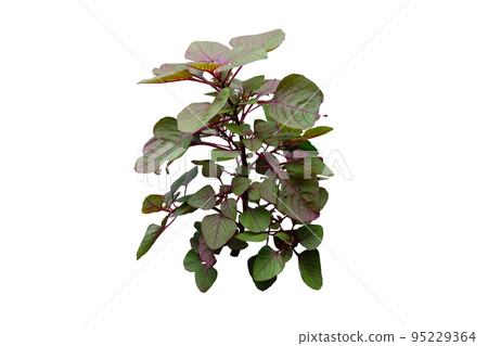 Red Spinach or Amaranthus Dubius tropical plant Red Spinach or Amaranthus Dubius tropical plant 95229364