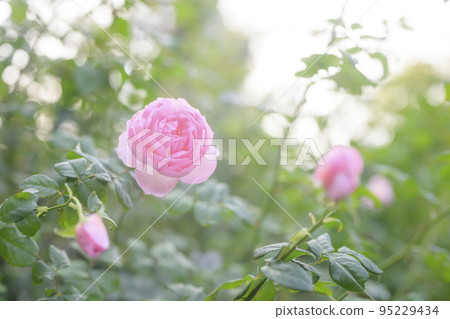 大氣秋季玫瑰圖像剪切 95229434