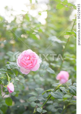 大氣秋季玫瑰圖像剪切 95229435