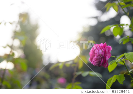 大氣秋季玫瑰圖像剪切 95229441