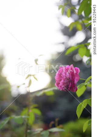 大氣秋季玫瑰圖像剪切 95229443