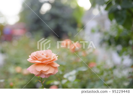 大氣秋季玫瑰圖像剪切 95229448