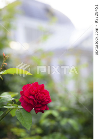 大氣秋季玫瑰圖像剪切 95229451