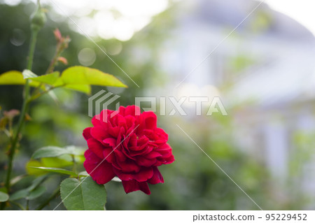 大氣秋季玫瑰圖像剪切 95229452