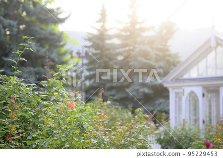 大氣秋季玫瑰圖像剪切 95229453