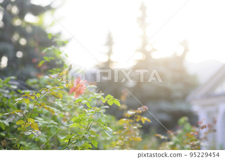 大氣秋季玫瑰圖像剪切 95229454