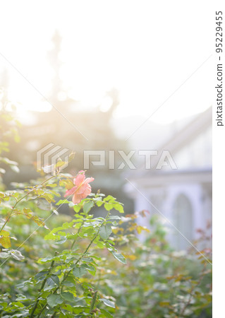 大氣秋季玫瑰圖像剪切 95229455