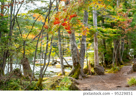 Nagano Prefecture: On the shore of Shirakoma Pond, Japan's largest natural lake with rowan trees bearing red berries 95229851