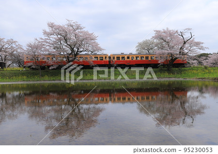 Kominato Railroad and Sakura and Rape Blossom Kominato Railroad and Sakura and Rape Blossom 95230053