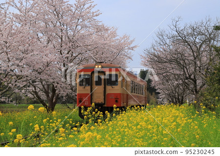 Isumi鐵路和櫻花和油菜花 Isumi鐵路和櫻花和油菜花 95230245