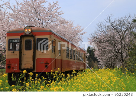 Isumi鐵路和櫻花和油菜花 95230248