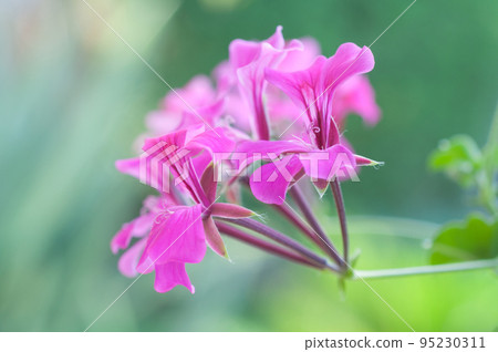 Pink geranium - Melbourne 95230311